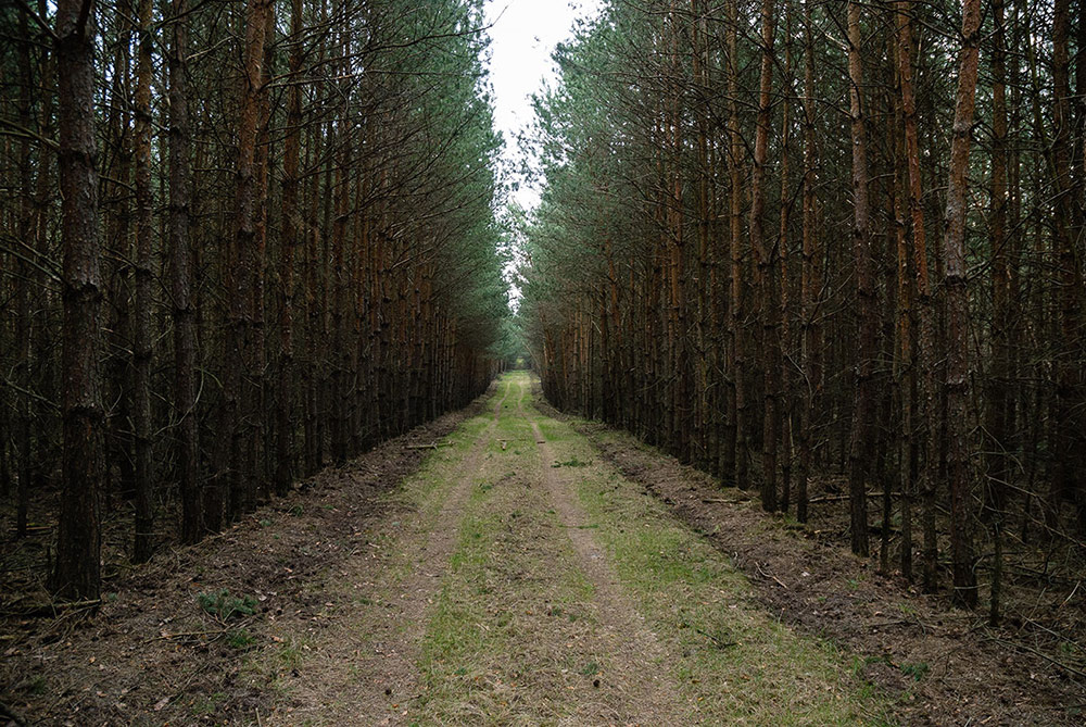 Monokultur Kiefernwald