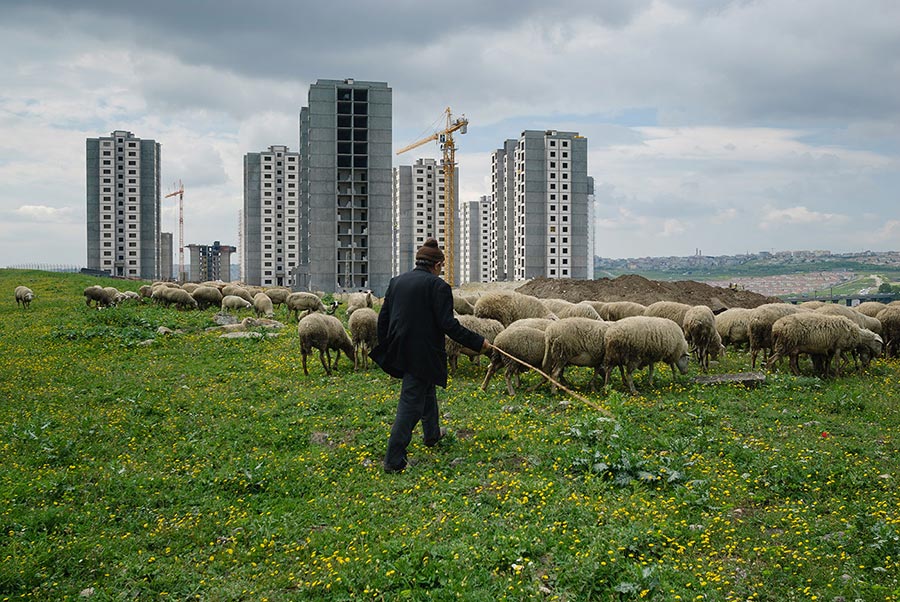 Schäfer in Istanbuls Vorstadt Bahcesehir