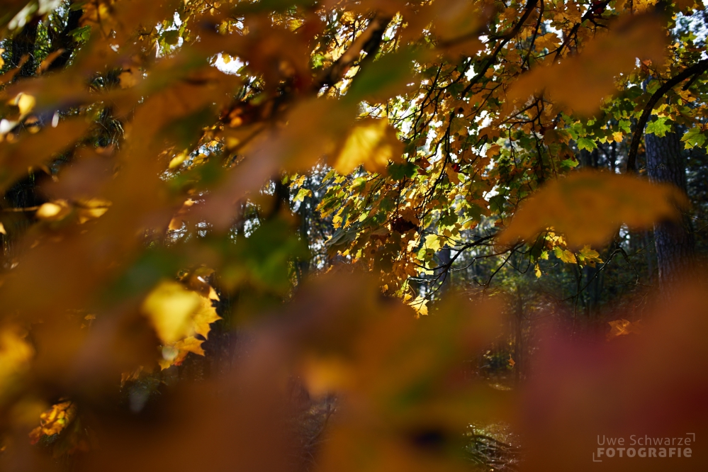 Brandenburger Herbst-image-4