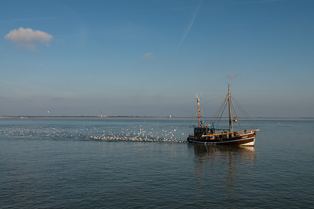Nordsee: Harlesiel-image-7