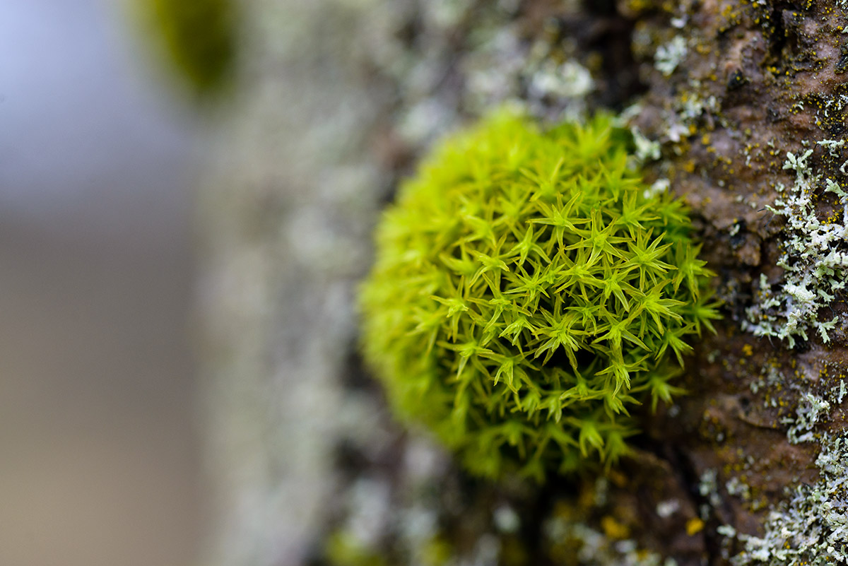 Winterliche Landschaftsfotografie aus der Gegend um Janstejn, Tschechien-image-7